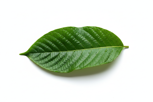 Natürliche Pflanzenstrukturen: Blätter, Stamm und Aufbau von Kratom